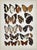 Presenting a vivid antique chromolithographic plate featuring exquisitely detailed butterfly specimens. This beautiful...