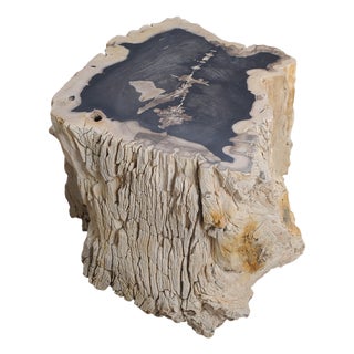 Big Petrified Wood Side Table by Xyleia Petrified Wood For Sale