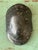 Early 21st Century Vintage Italian Scagliola Pigmented Plaster Turtle Shell For Sale - Image 5 of 12