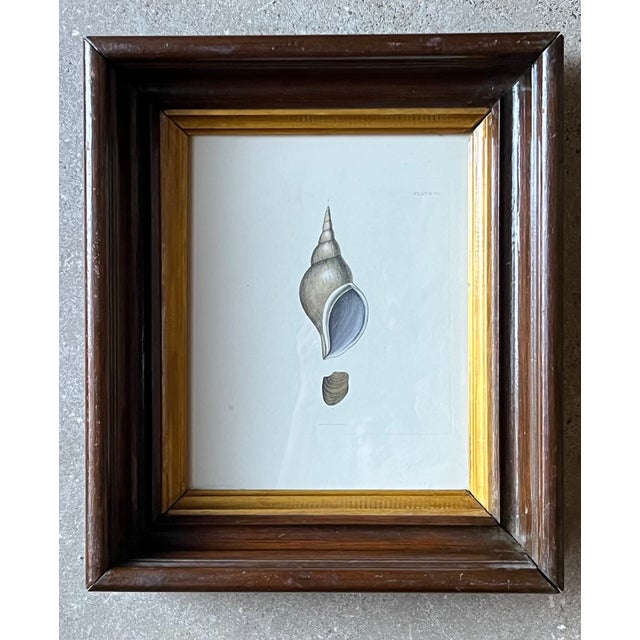 Victorian Antique Shell Engraving in Deep Inset Frame For Sale - Image 3 of 11