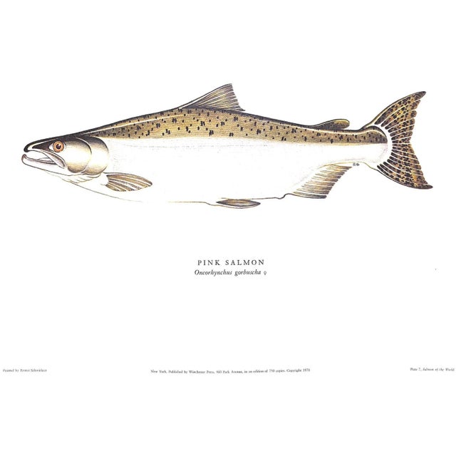 1970s "Salmon of the World" 1970 Schwiebert, Ernest For Sale - Image 5 of 13
