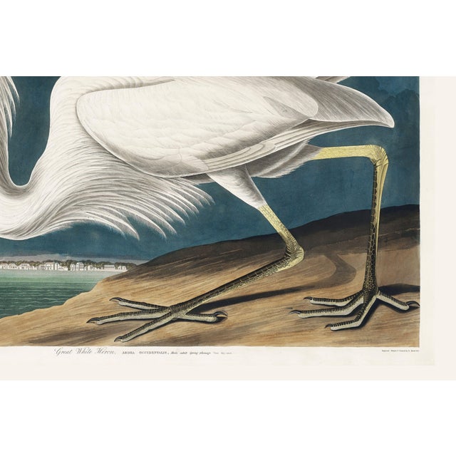White Great White Heron, Vintage Art Print Reproduction From Birds of America by John James Audubon, 36″ × 24" For Sale - Image 8 of 8