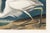 White Great White Heron, Vintage Art Print Reproduction From Birds of America by John James Audubon, 36″ × 24" For Sale - Image 8 of 8