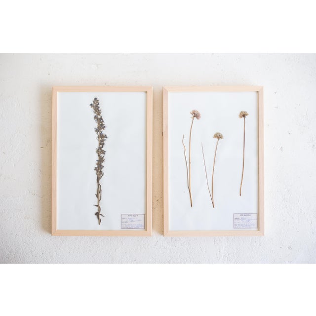 1990s Vintage French Pressed Botanicals, Set of 12 For Sale - Image 9 of 12