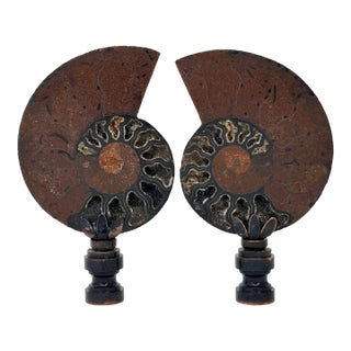 Split Ammonite Fossil Lamp Finials on Copper & Bronze Hardware - a Pair For Sale