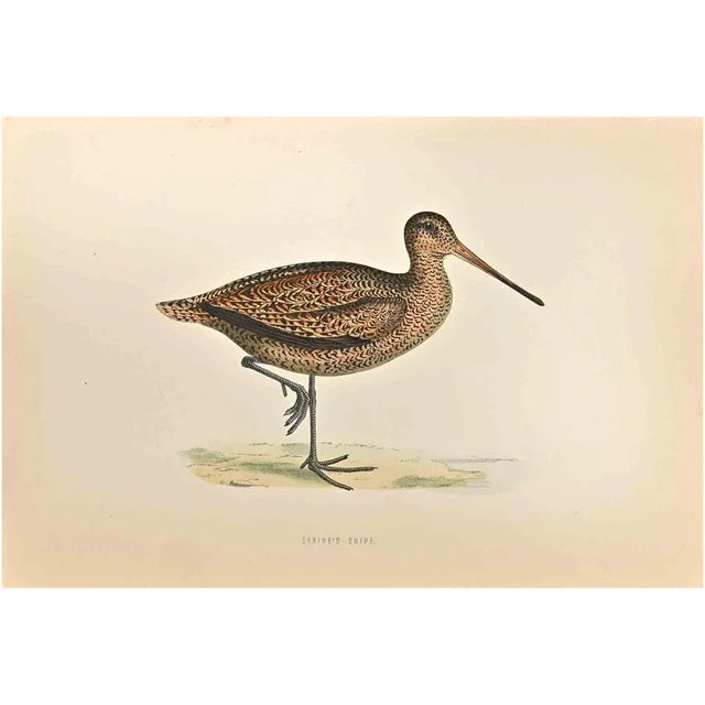 Sabine's Snipe is a modern artwork realized in 1870 by the British artist Alexander Francis Lydon (1836-1917) . Woodcut...