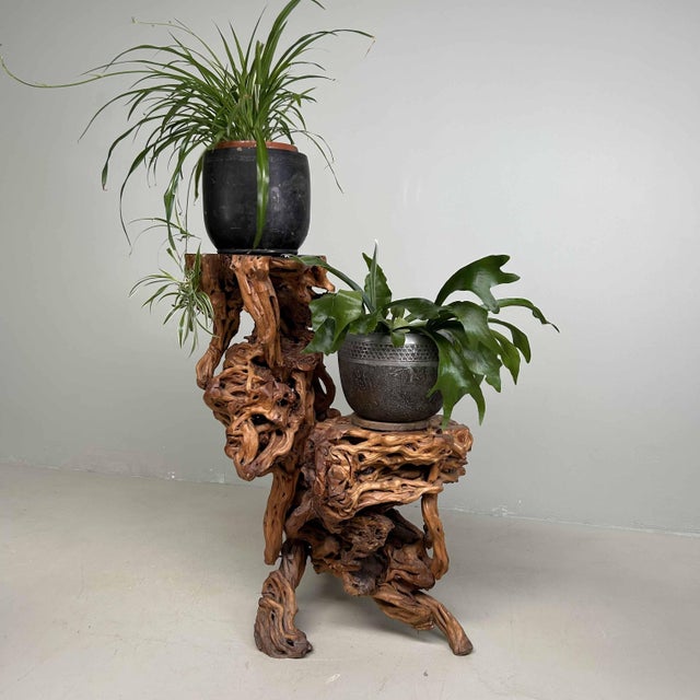 Large Japanese Burl Root Wood Plant Stand, 1920s For Sale - Image 6 of 18