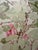 Kaixiguo Original Hand-Painted Floral Artwork – Framed Pink Roses Wall Art For Sale In Sacramento - Image 6 of 11