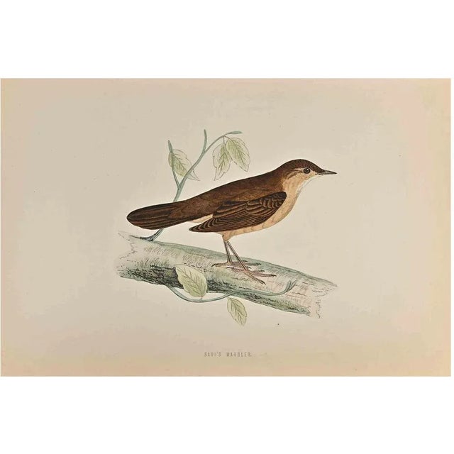 Savi's Warbler is a modern artwork realized in 1870 by the British artist Alexander Francis Lydon (1836-1917) . Woodcut...
