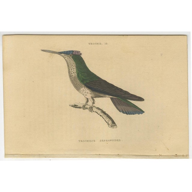 Set of six antique bird prints. It shows the saw-billed hermit, (Ramphodon Naevius), violet-crowned hummingbird (Trochilus...
