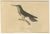 Set of six antique bird prints. It shows the saw-billed hermit, (Ramphodon Naevius), violet-crowned hummingbird (Trochilus...