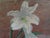 Original Mid Century Still Life Painting With Lillies / Organic Modern For Sale - Image 6 of 8
