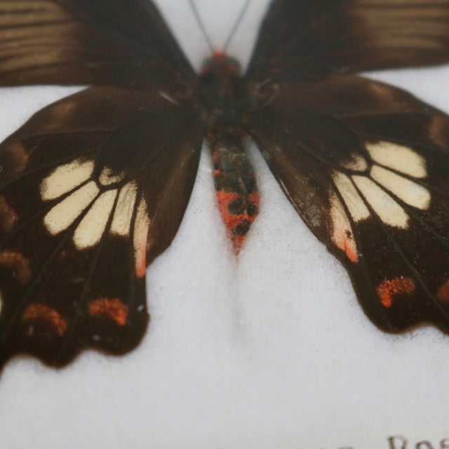 Black Framed Butterfly Specimens-Set of 3 For Sale - Image 8 of 13