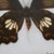 Black Framed Butterfly Specimens-Set of 3 For Sale - Image 8 of 13