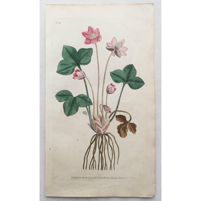 After Sowerby, Botanical Prints, 1793, Lithograph, Set of 12 For Sale - Image 9 of 14