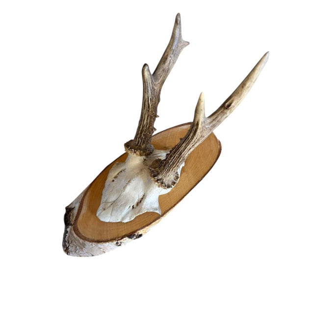 Farmhouse Roe Deer Trophy 185 Black Forest Antlers Mount For Sale - Image 3 of 5