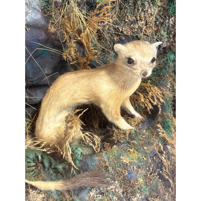 Victorian Taxidermy Diorama of Five Weasels in Diorama Case, circa 1880 For Sale - Image 10 of 18