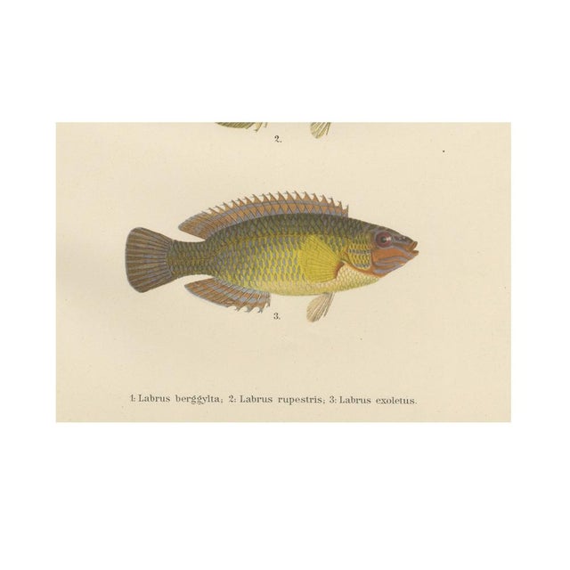 Late 19th Century Scandinavian Hand-Coloured Fish Lithograph, 1895, Paper For Sale - Image 5 of 6