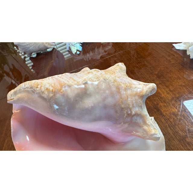 1950s Large Conch Shell 7" X 8"" Nautical Decor Sea Shell Ocean Beach Pink White. For Sale - Image 5 of 16
