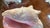 1950s Large Conch Shell 7" X 8"" Nautical Decor Sea Shell Ocean Beach Pink White. For Sale - Image 5 of 16