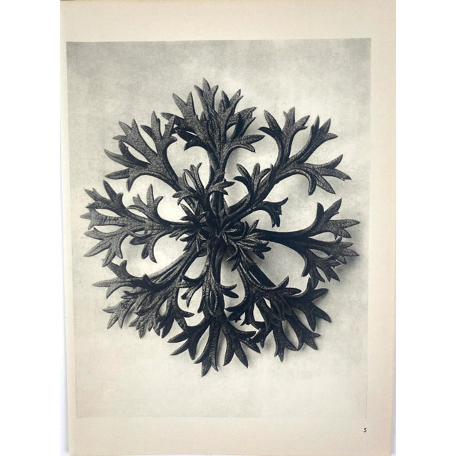 1940s 1940s Botanical Blossfeldt Print - No. 5 For Sale - Image 5 of 5