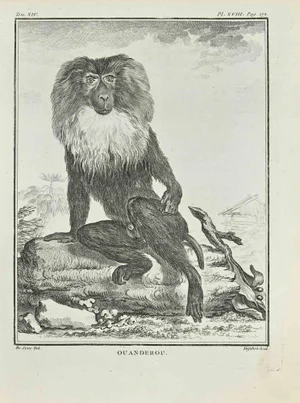 A-J De Fehrt, Ouanderou, Etching, 1771