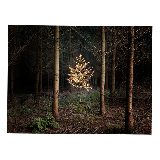 Ellie Davies, Smoke and Mirrors 5, Print For Sale