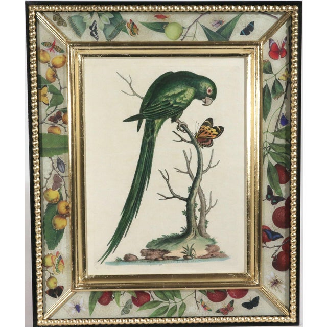 !8th-Century Engraved Prints of Exotic Birds by George Edwards With Decoupage Frames (12) For Sale - Image 12 of 14