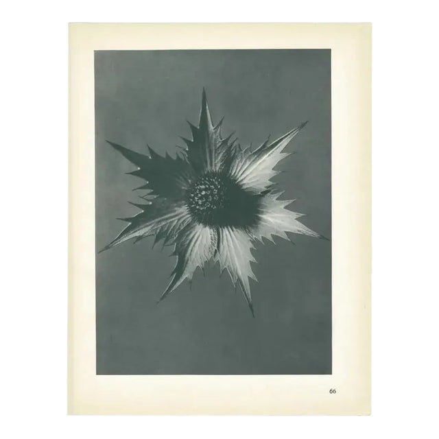1928 Giant Eryngo by Karl Blossfeldt, Original Period Photogravure N66 For Sale