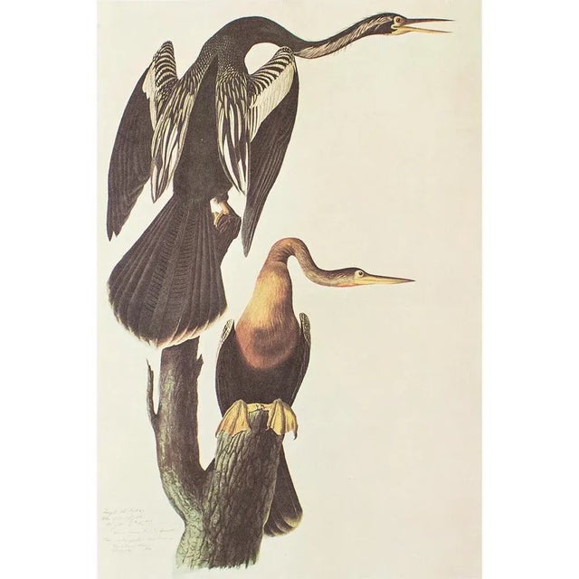 1960s 1966 Vintage Farmhouse Cottage Print "Anhinga" After John James Audubon For Sale - Image 5 of 7