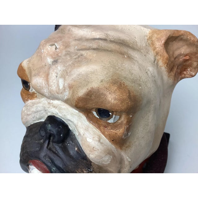 English Bulldog Head Papier-mâché Collar Box For Sale - Image 10 of 11