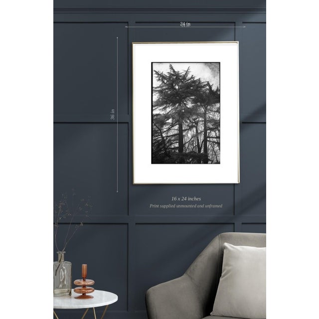 Not Yet Made - Made To Order Paul Cooklin, Roman Cypress Trees, Italy, Edition of 50 For Sale - Image 5 of 7