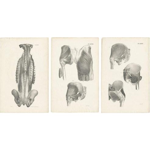 Jules Cloquet, French Anatomical Lithographs of the Spine and Pelvis, 1821, Lithograph, Set of 3 For Sale - Image 10 of 10