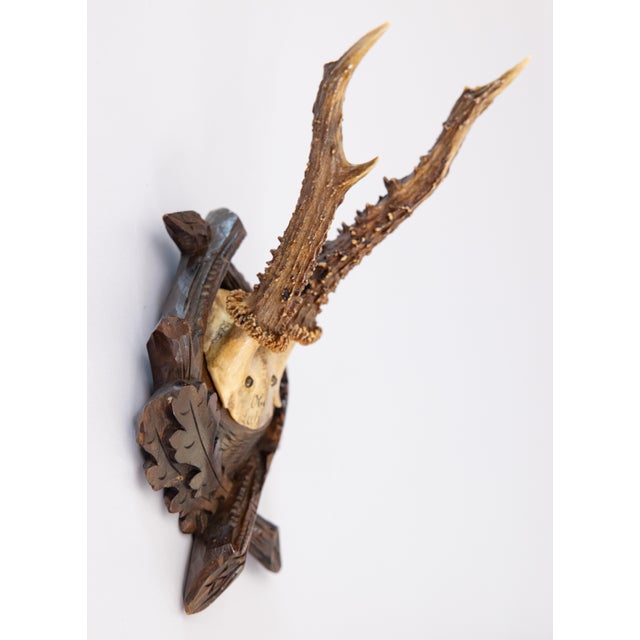 Black Forest Antique Black Forest Roe Deer Antlers Hunting Trophy Mount For Sale - Image 4 of 7
