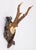 Black Forest Antique Black Forest Roe Deer Antlers Hunting Trophy Mount For Sale - Image 4 of 7