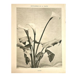 1902 Antique French Botanical Photgoraph Lithograph Arum Lily, With Documentation For Sale