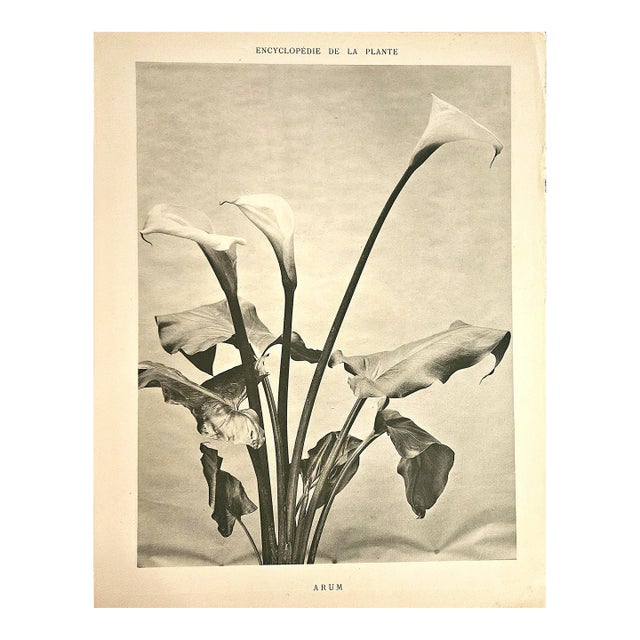 1902 Antique French Botanical Photgoraph Lithograph Arum Lily, With Documentation For Sale