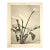 1902 Antique French Botanical Photgoraph Lithograph Arum Lily, With Documentation For Sale