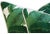 Green Banana Leaf Feather/Down Pillows - A Pair For Sale - Image 8 of 10