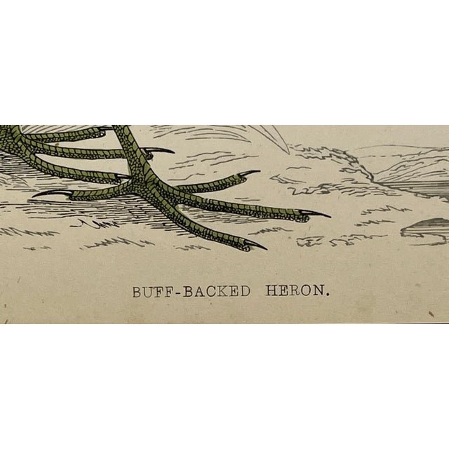Antique Bird Print From England Showcasing a Buff-Backed Heron - Circa 1880 For Sale - Image 9 of 11