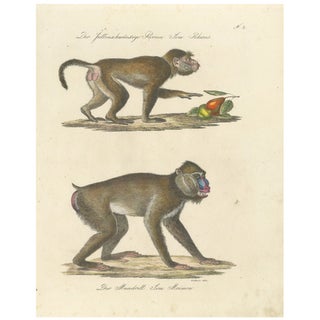 Karl Joseph Brodtmann, Mandrill & Baboon, 1816, Lithograph For Sale