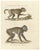 Karl Joseph Brodtmann, Mandrill & Baboon, 1816, Lithograph For Sale