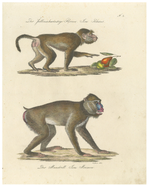 Karl Joseph Brodtmann, Mandrill & Baboon, 1816, Lithograph