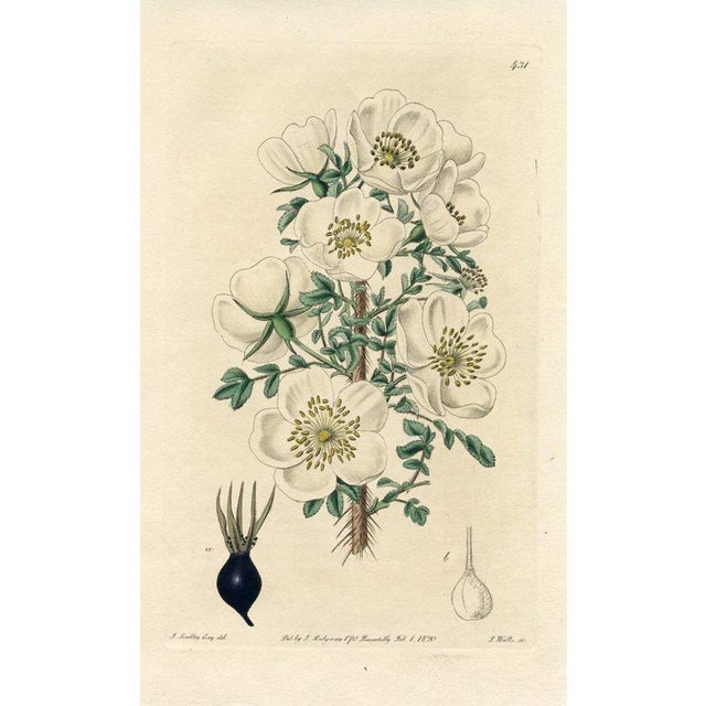 Original early-1800s hand colored engraving that appeared in "The Botanical Register", a British horticultural journal...