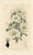 Original early-1800s hand colored engraving that appeared in "The Botanical Register", a British horticultural journal...