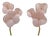 Modern Murano Artistic Glass Pearly Pink and Brass Sconces, 1990, Set of 2 For Sale
