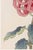 Pink Mum by Hasegawa, Vintage Japanese Botanical Art Print, 40" X 60" For Sale - Image 4 of 9