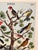 New old stock. Birds (Oiseaux) Voegel. Very colorful grouping. Printed textured very heavy weight stock and ready for...