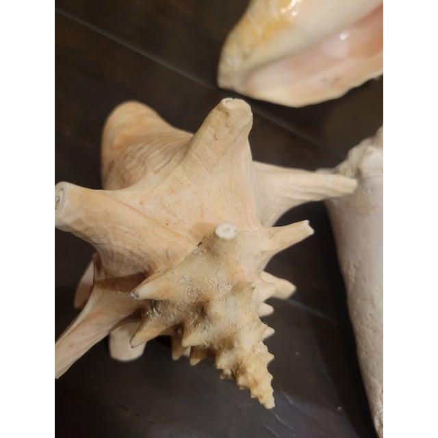 Vintage Large Coastal Genuine Natural Conch Sea Shells- Set of 6 For Sale - Image 15 of 16