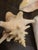 Vintage Large Coastal Genuine Natural Conch Sea Shells- Set of 6 For Sale - Image 15 of 16